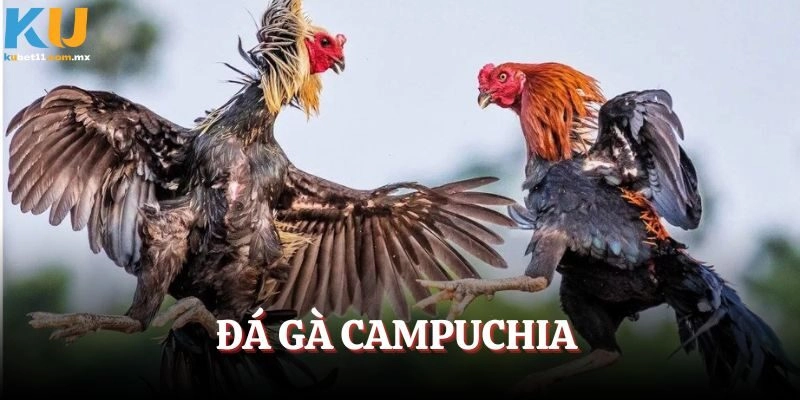 Đá Gà Campuchia – Trải Nghiệm Đỉnh Cao Tại Nhà Cái Kubet11