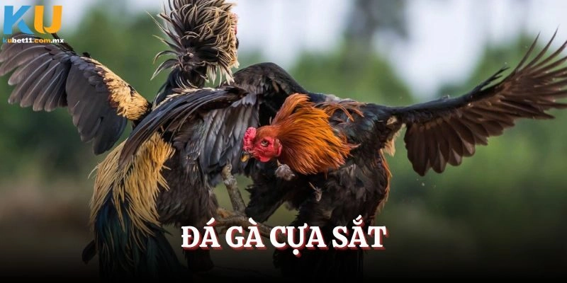 Đá Gà Cựa Sắt – Hình Thức Cá Cược Kinh Điển Đầy Kịch Tính