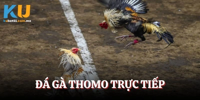 Đá Gà Thomo Trực Tiếp – Trải Nghiệm Cá Cược Kịch Tính 