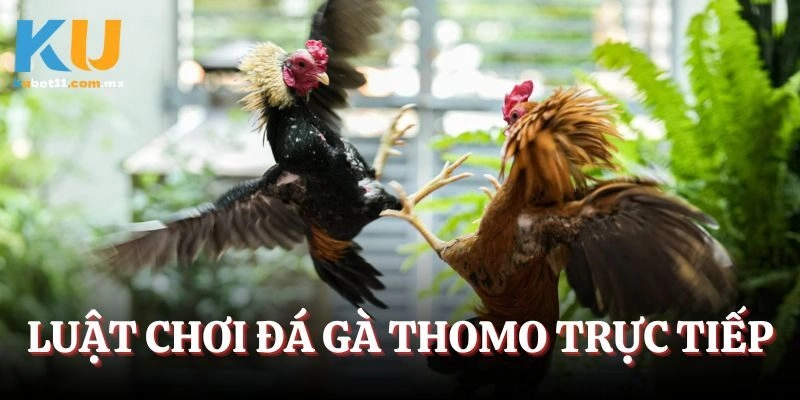 Luật chơi đá gà thomo