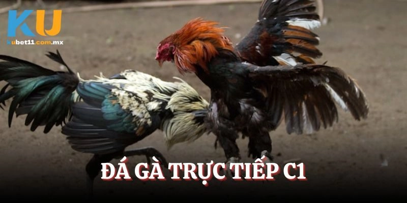Đá Gà Trực Tiếp C1 – Đấu Trường Nảy Lửa Của Các Chiến Binh