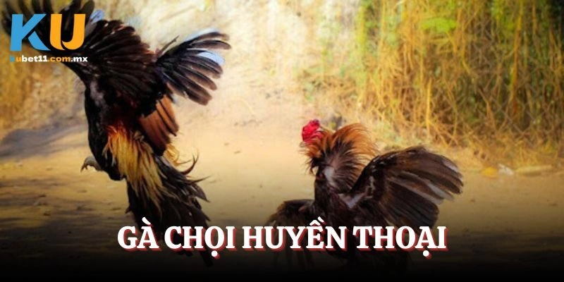 Gà Chọi Huyền Thoại – Bộ 3 Đẳng Cấp Hàng Đầu Đất Bắc
