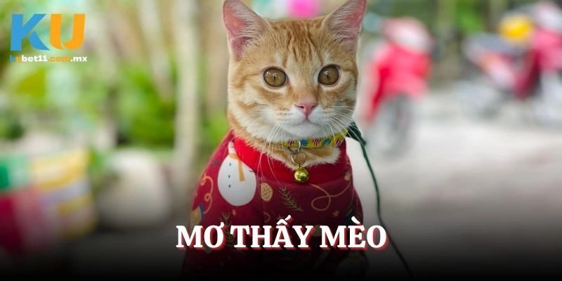Mơ Thấy Mèo – Giải Mã Tất Tần Tật Những Gì Trong Giấc Mơ