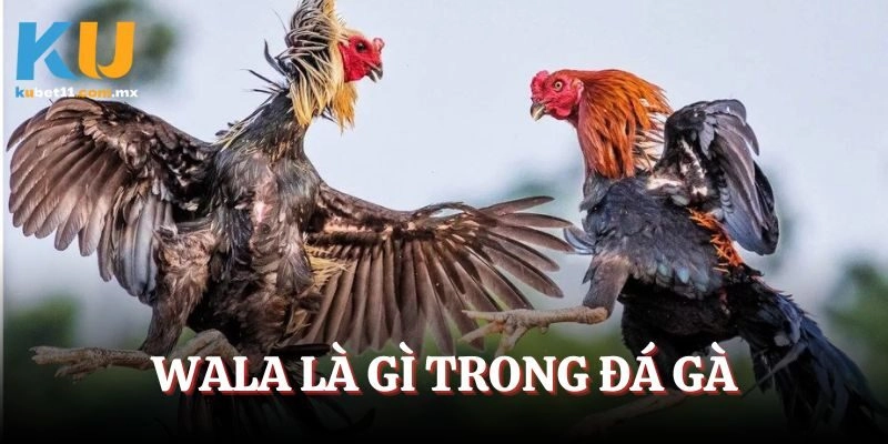 Wala Là Gì Trong Đá Gà – Thông Tin Chính Xác Về Kèo Cược
